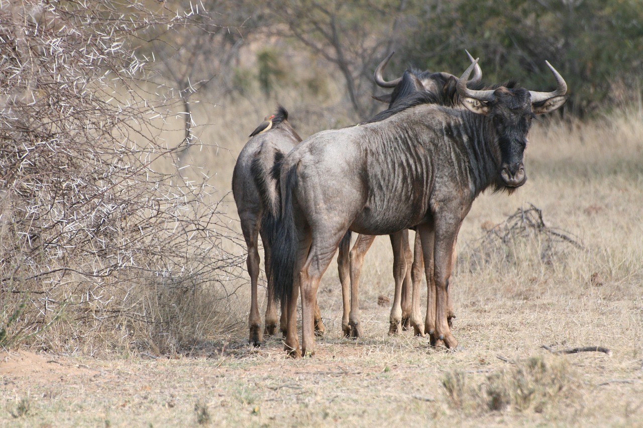 gnu 2