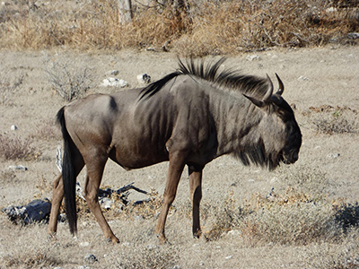 gnu 3