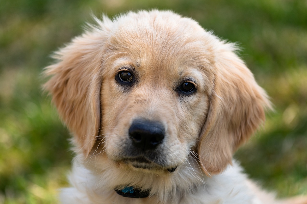 golden retriver 2