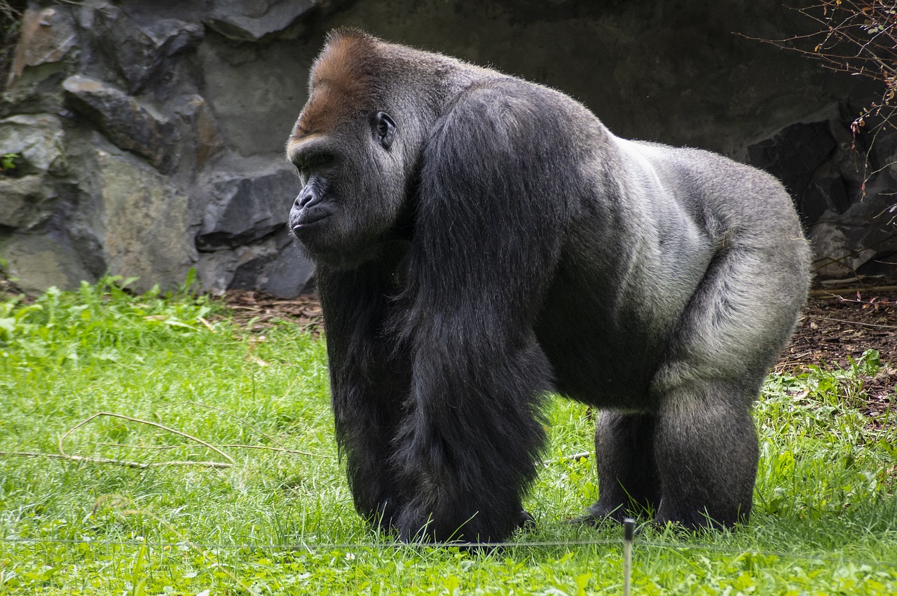 gorilla 3
