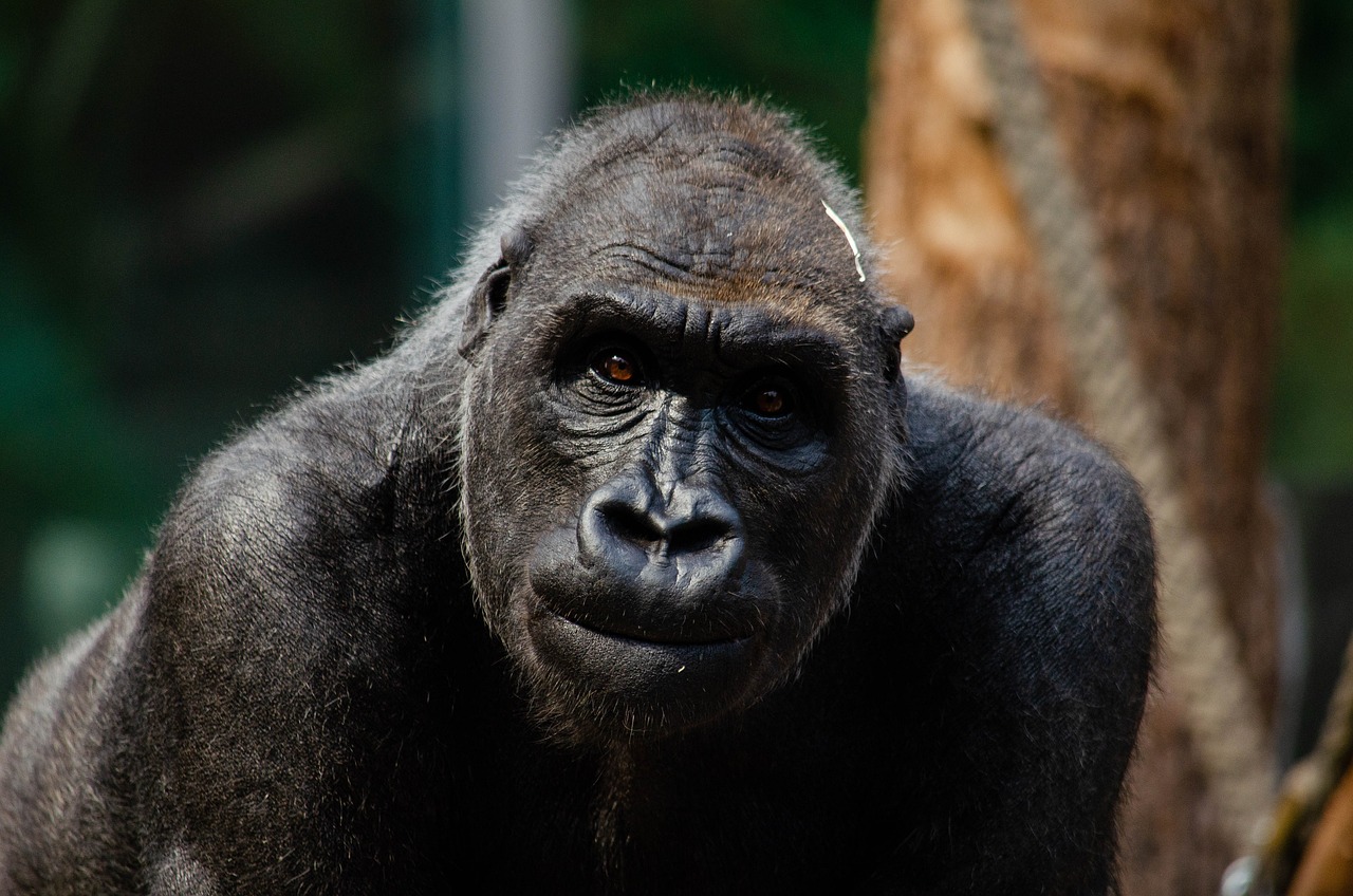 gorilla 4