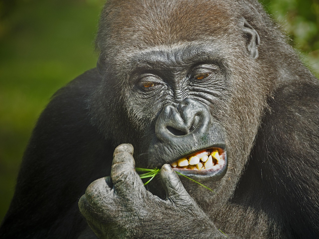 gorilla