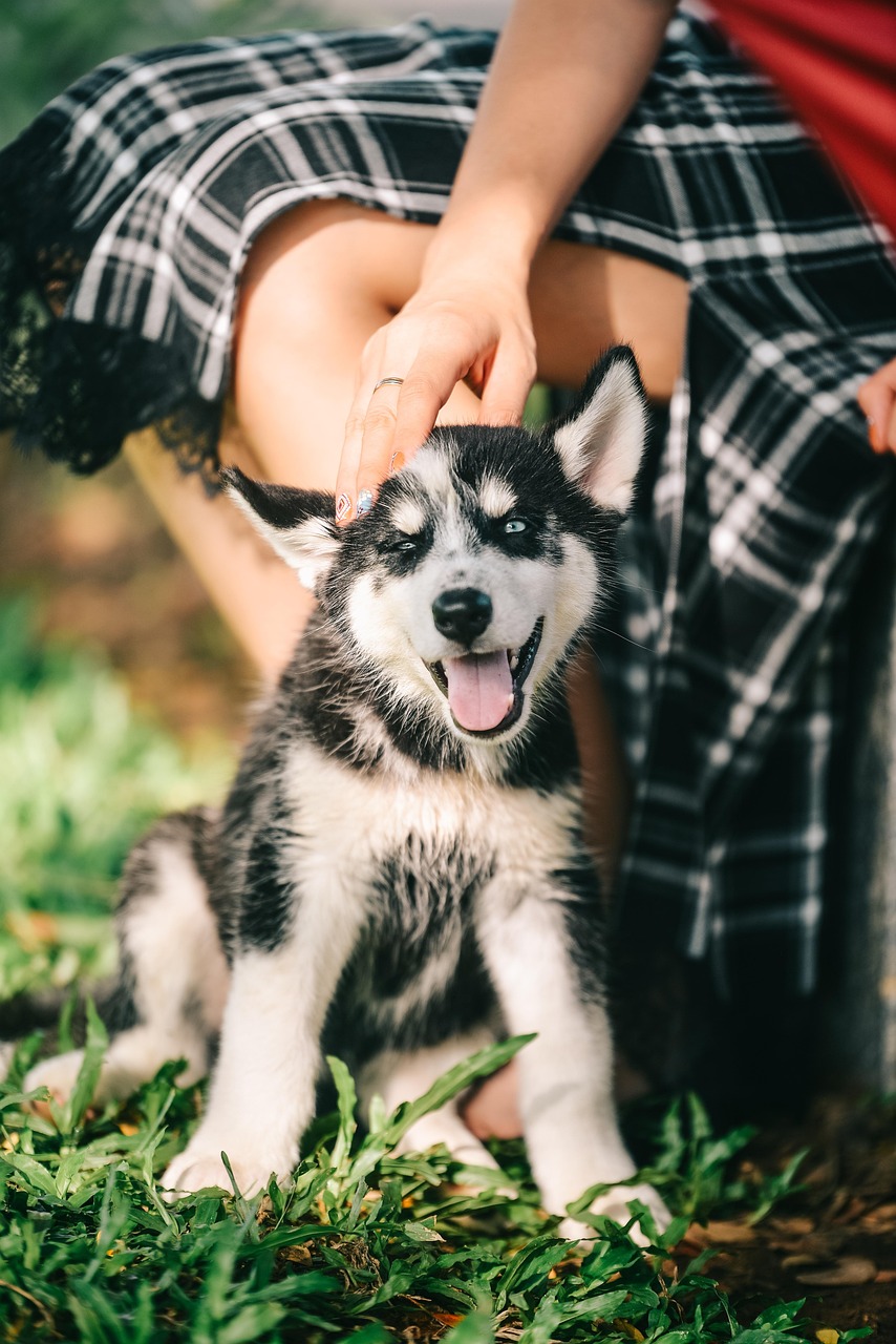 husky 2