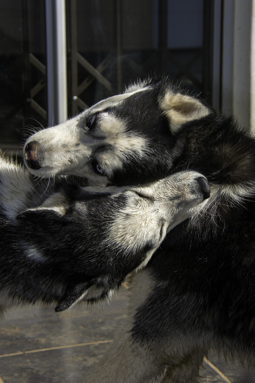 husky 3
