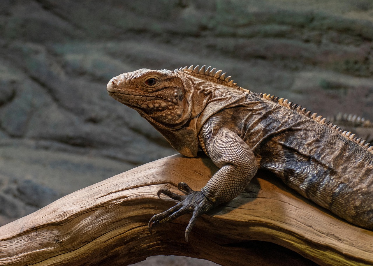 iguana 2