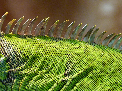 iguana