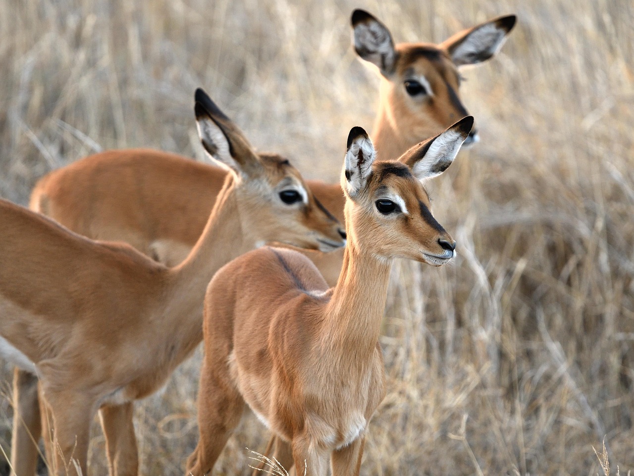 impala 2