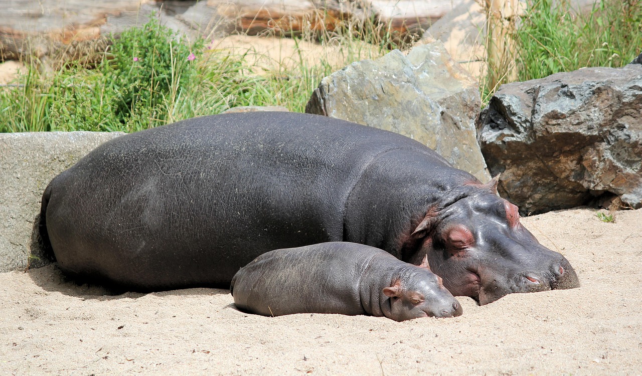 ippopotamo 2