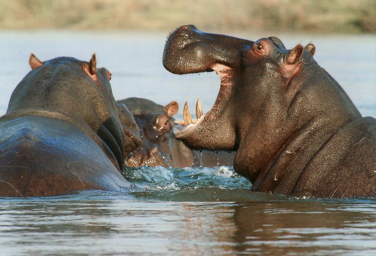 ippopotamo 3