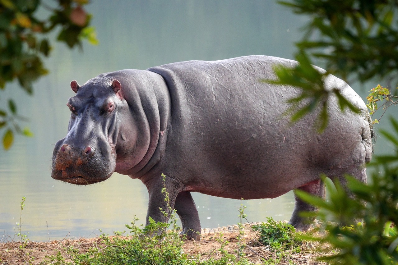 ippopotamo