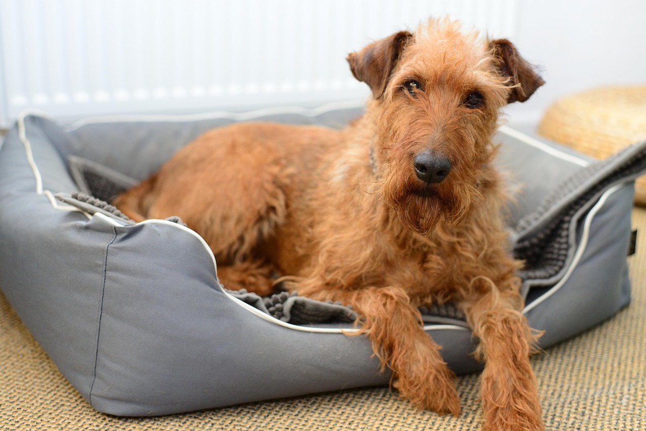 irish terrier 2