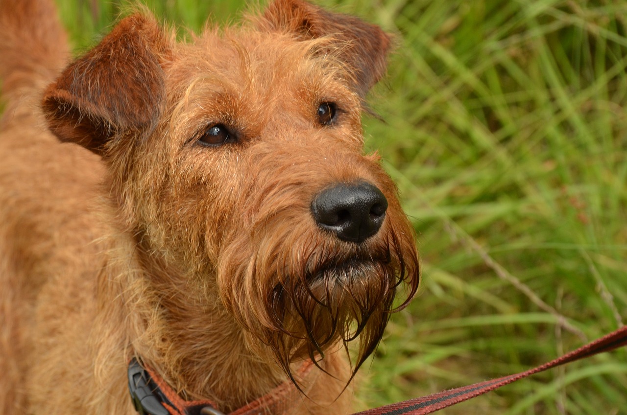 irish terrier
