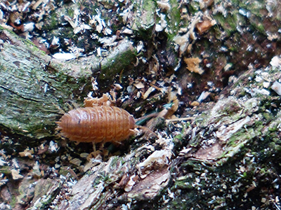 isopodi