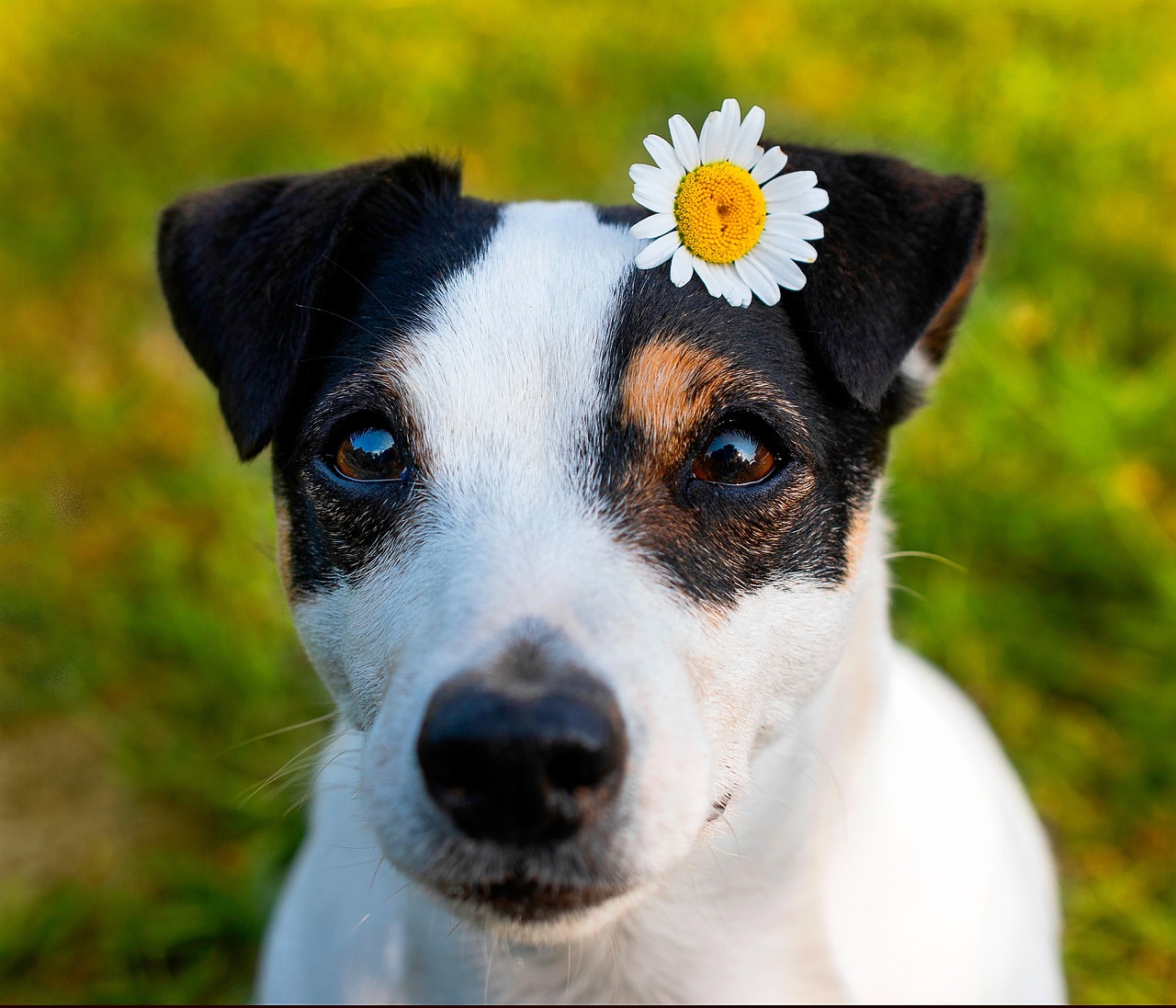jack russel terrier 2