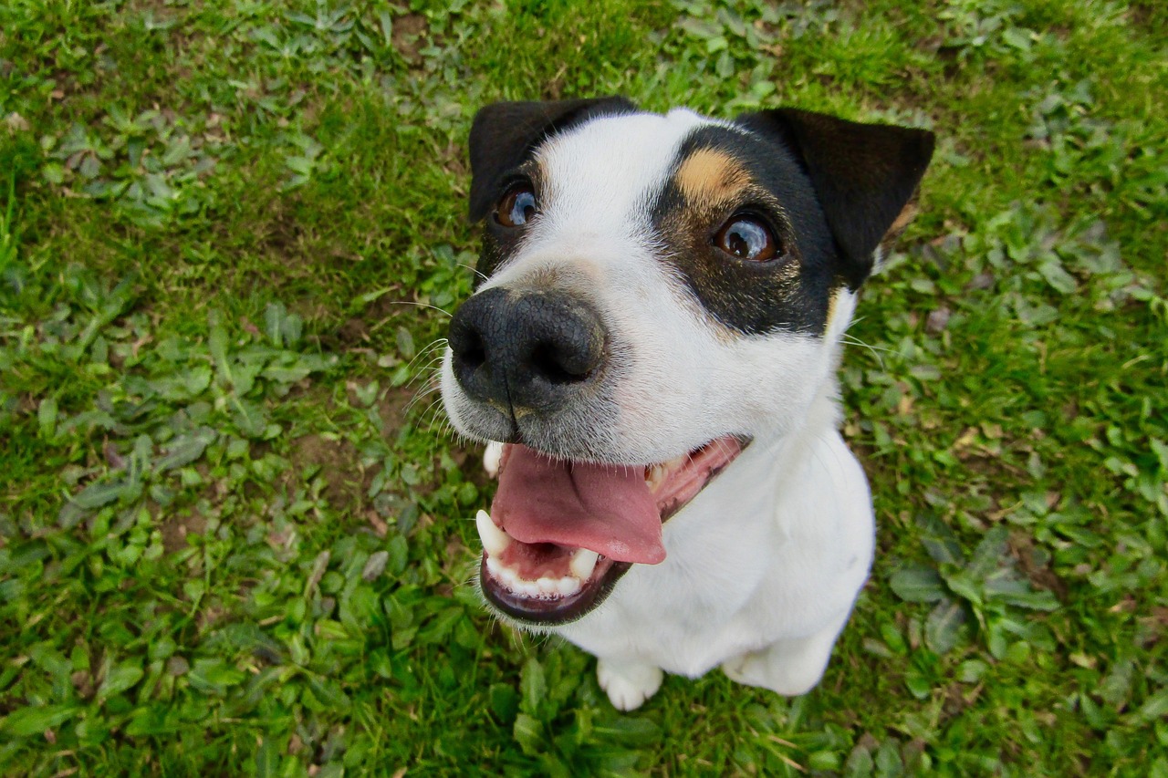 jack russel terrier 3