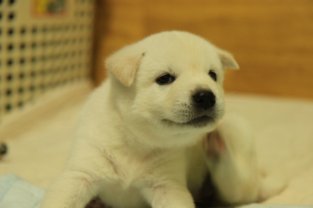 korean jindo 2
