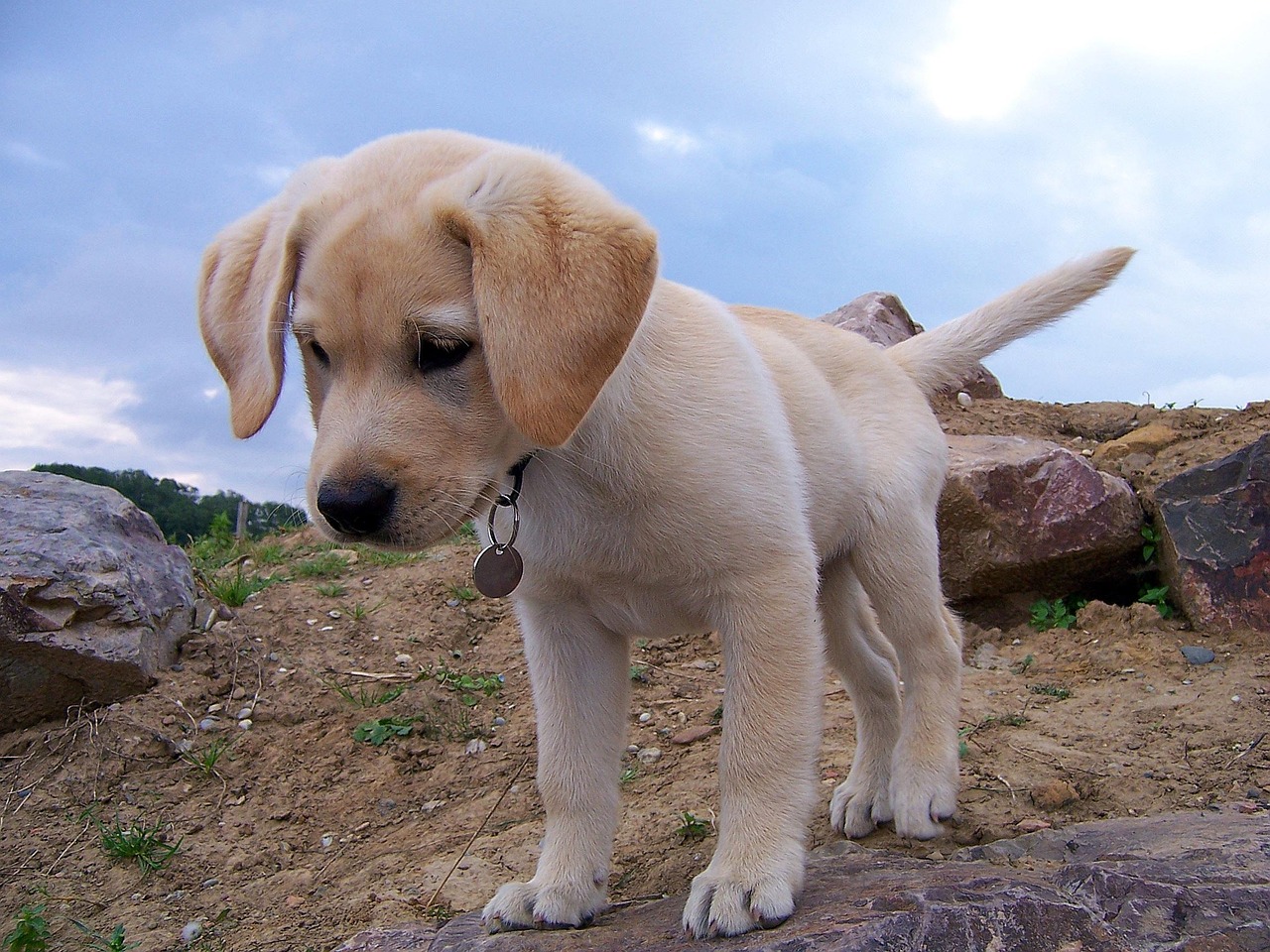 labrador 2