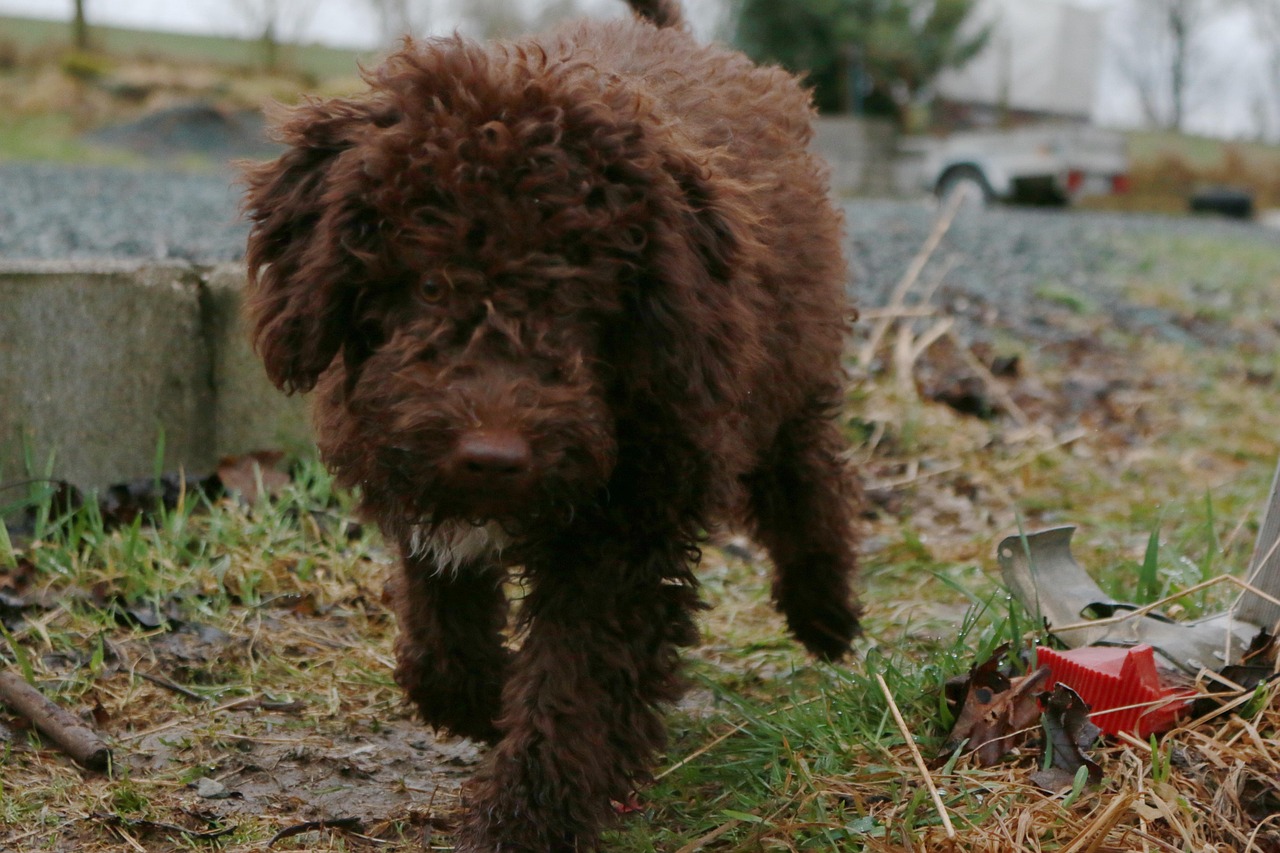 lagotto romagnolo 3