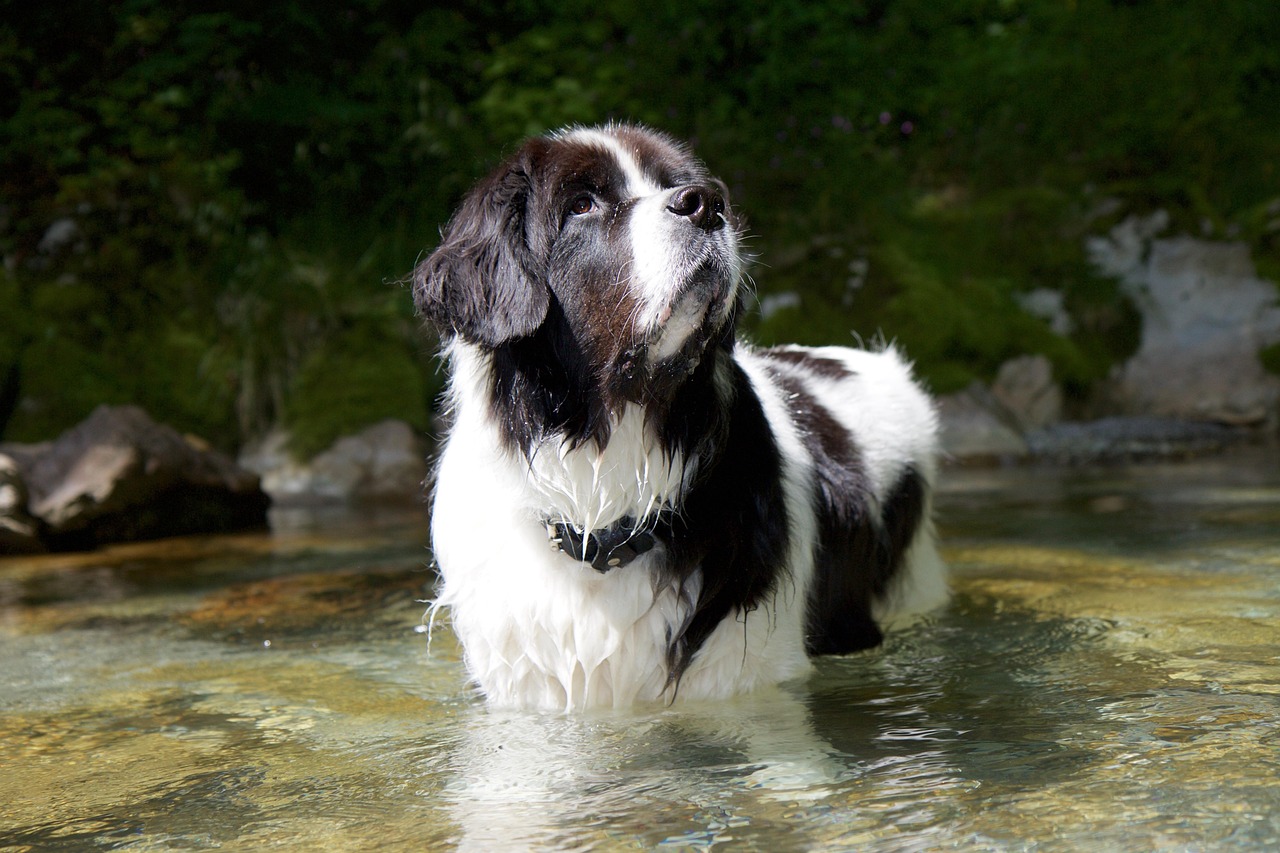 landseer 3