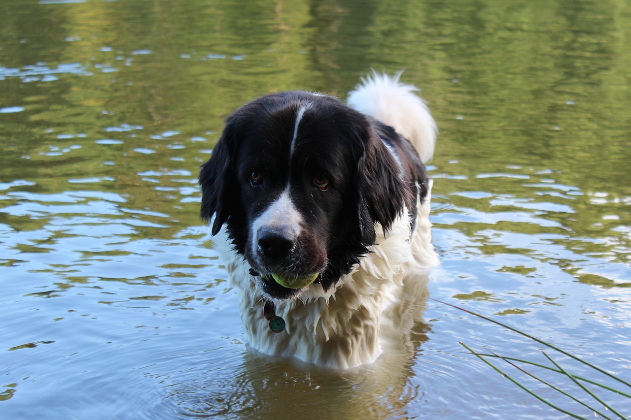 landseer 4