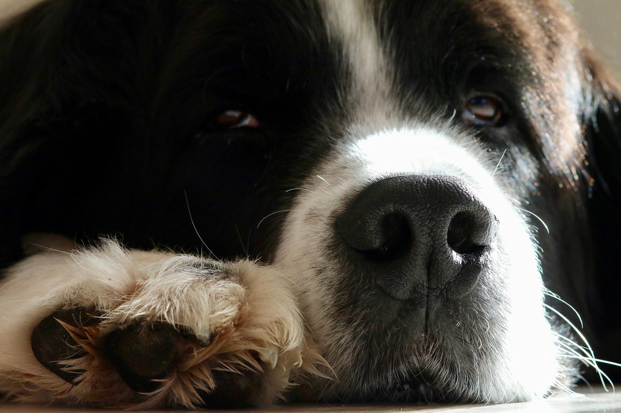landseer