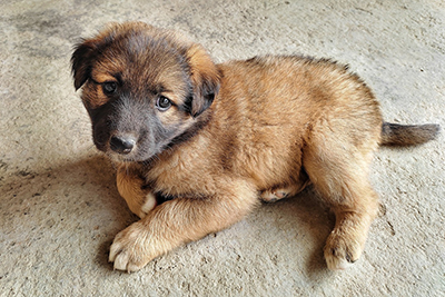 leonberger 3