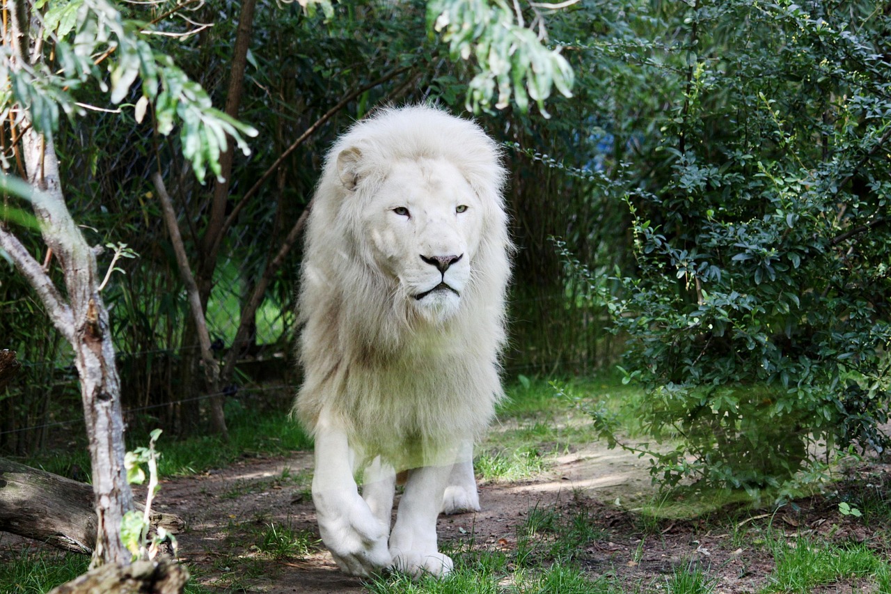 leone bianco 2