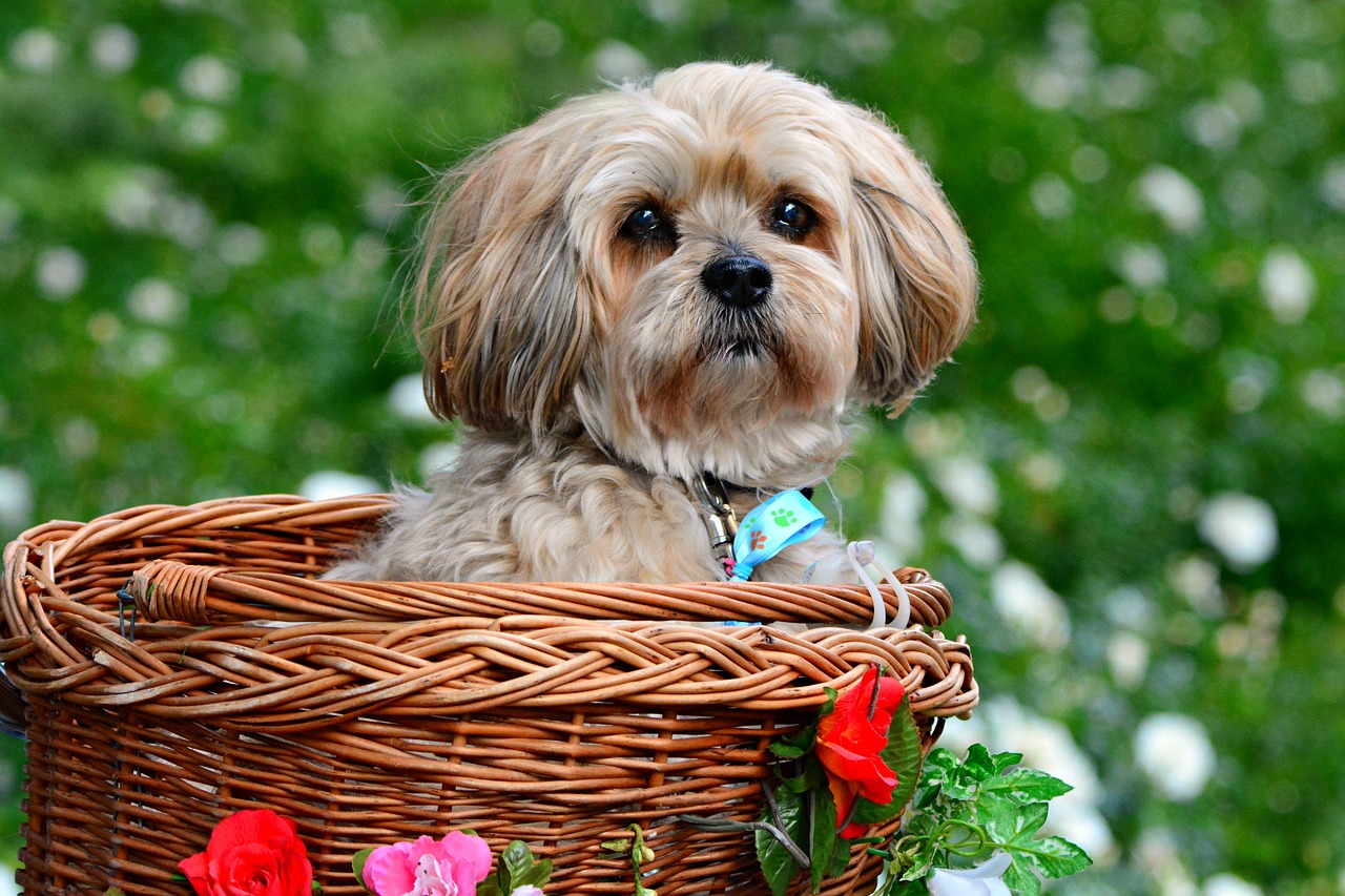 lhasa apso 2