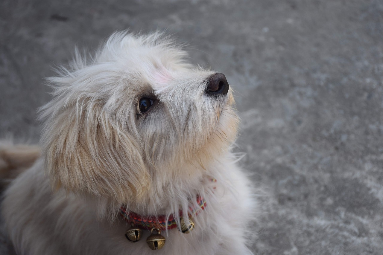 lhasa apso