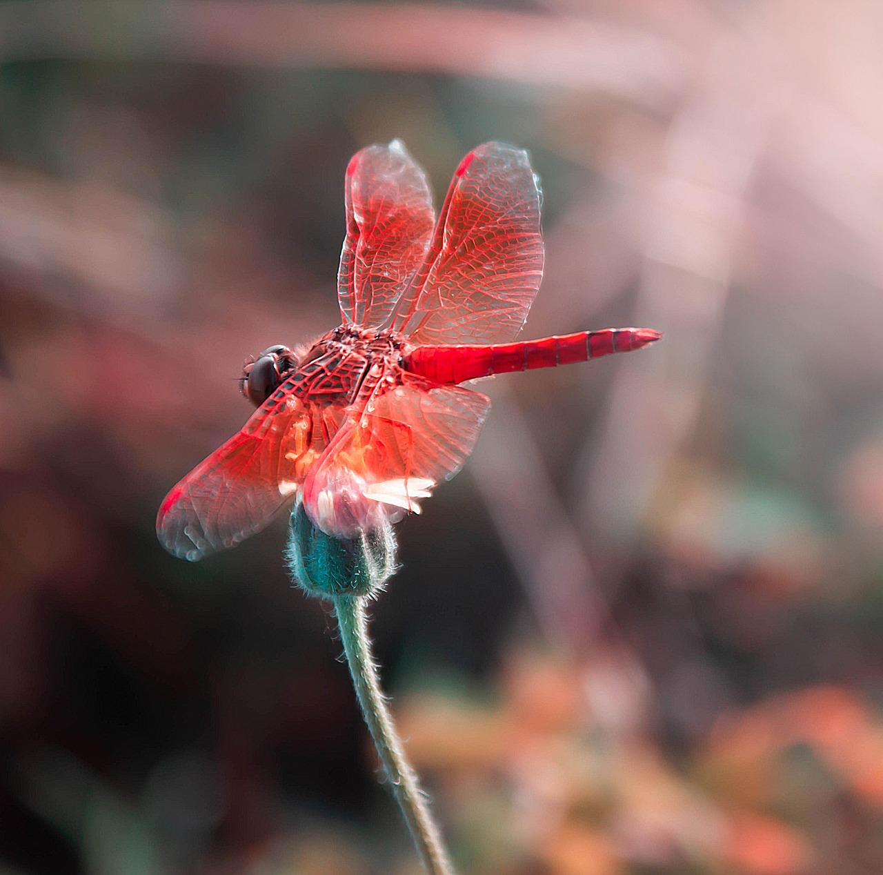 libellula 2
