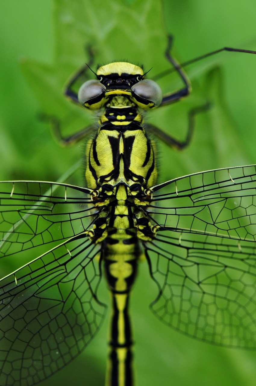 libellula