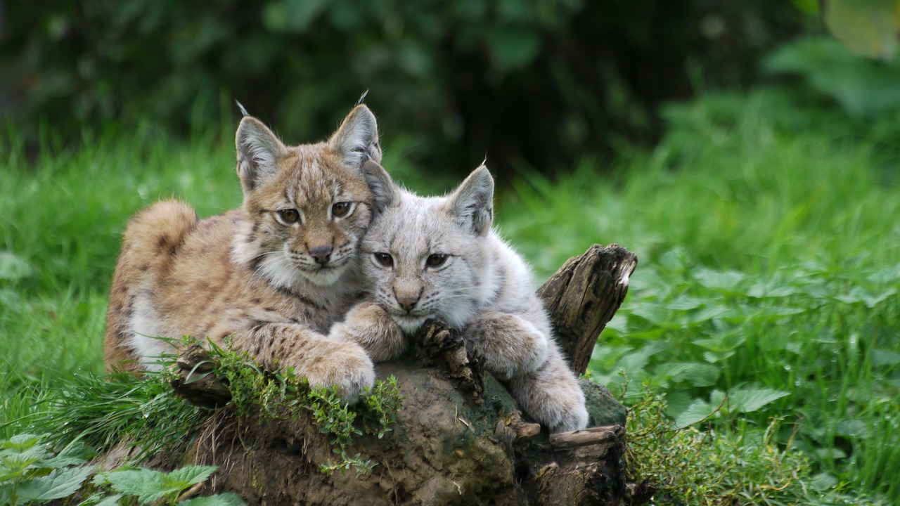 lince 2