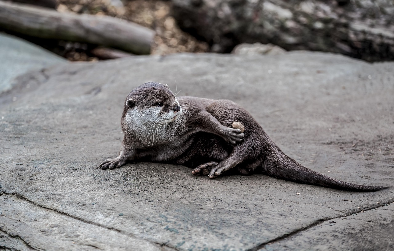 lontra 2