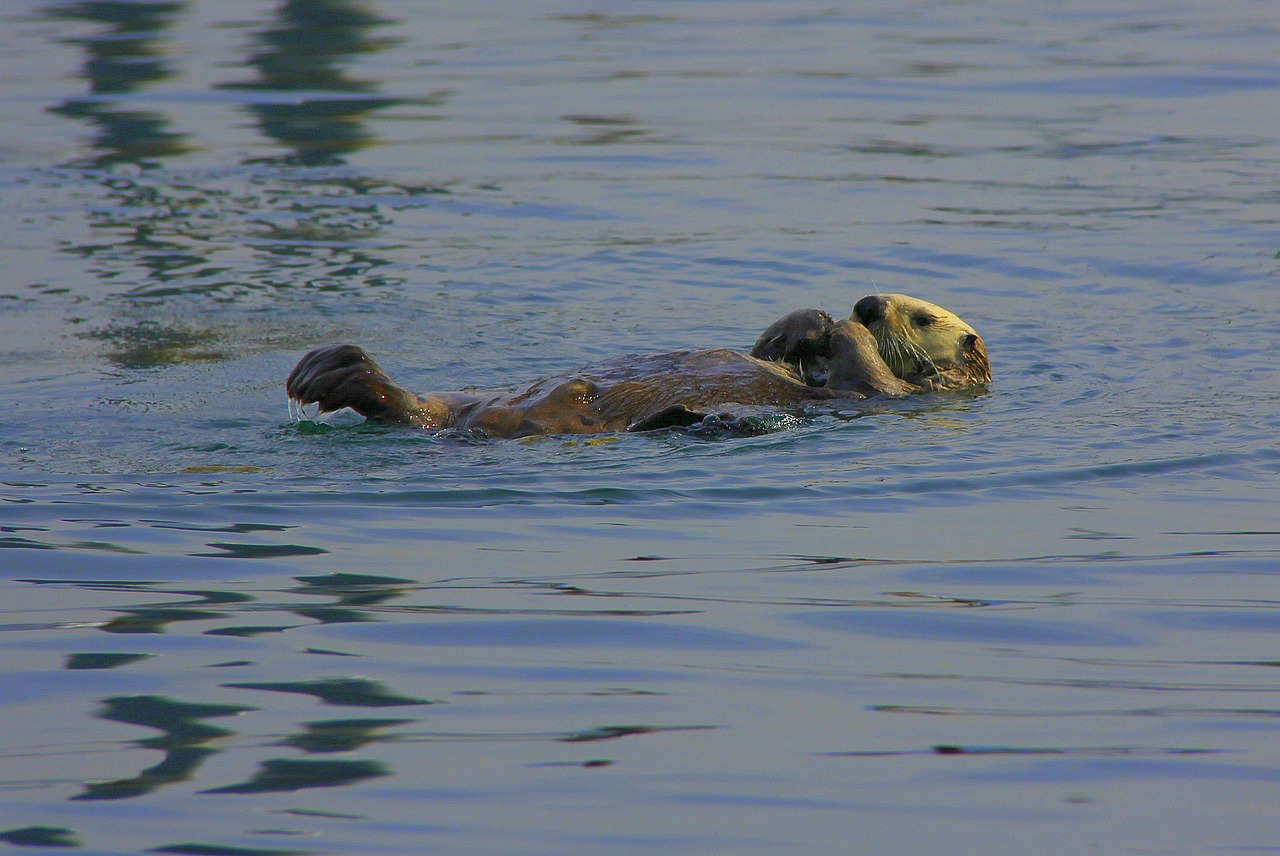 lontra 3