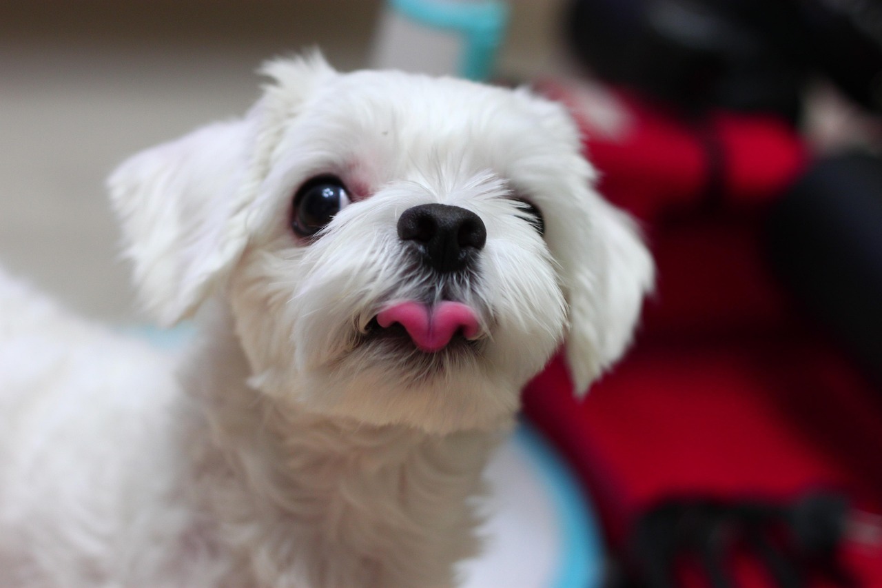 maltese 2