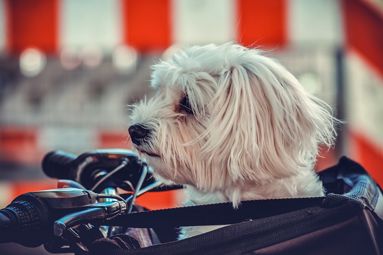 maltese 3