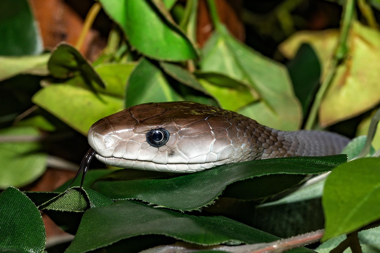 mamba nero 2