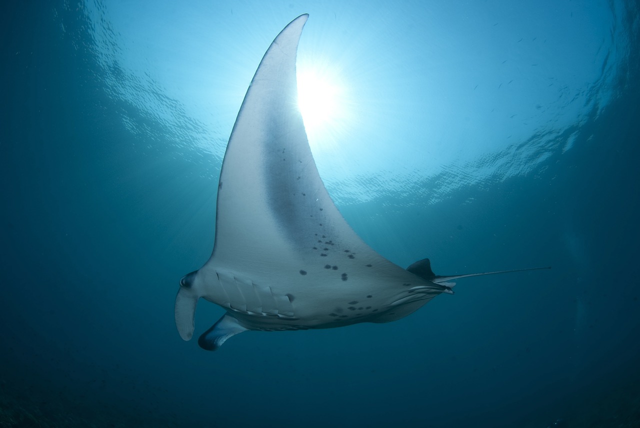 manta 2
