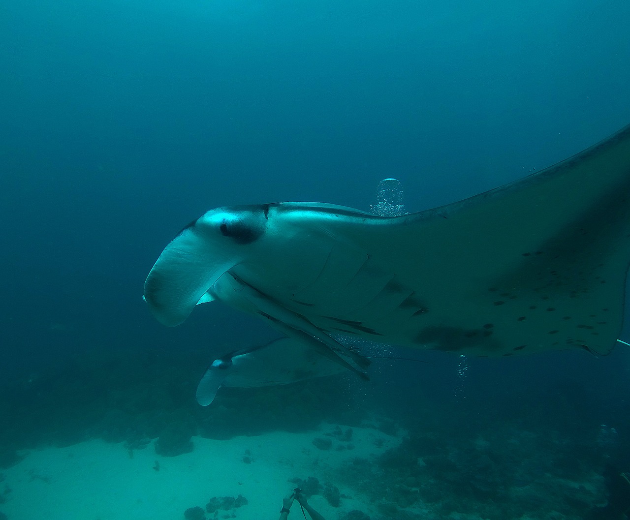 manta