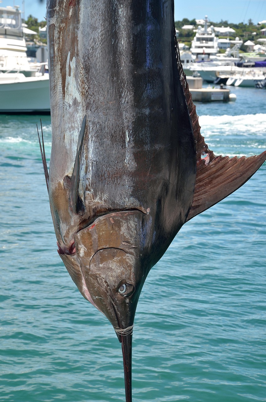 marlin 2