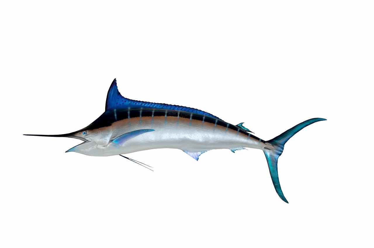 marlin