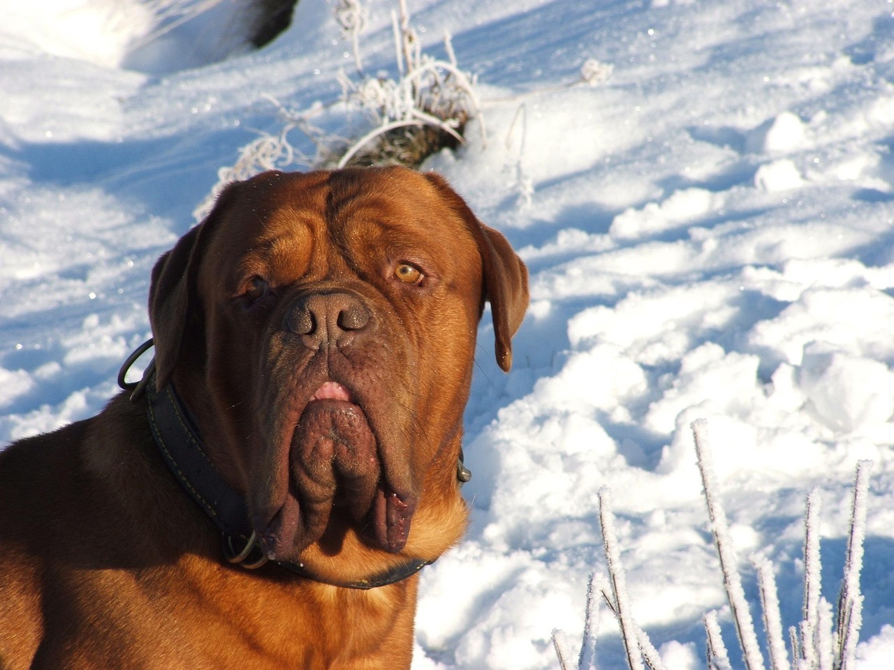 mastino inglese 4
