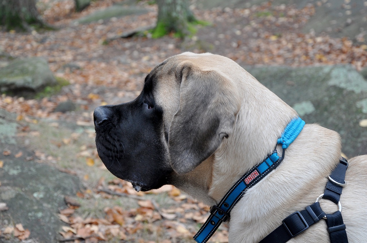 mastino inglese 