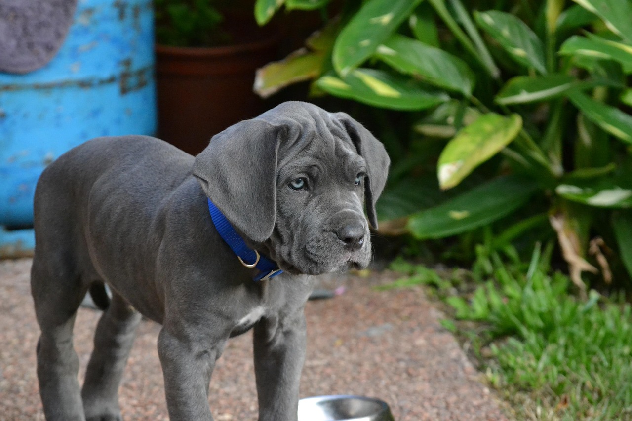 mastino napoletano 3