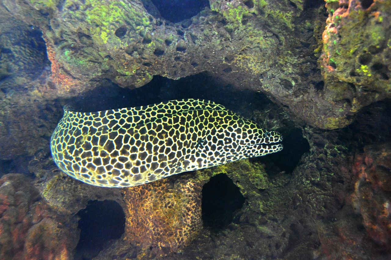 murena