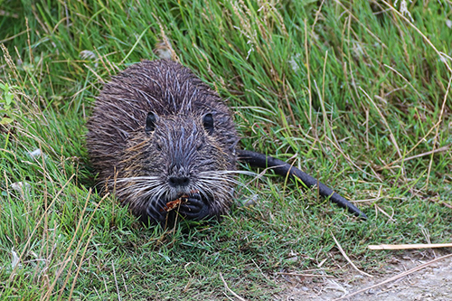 nutria 2