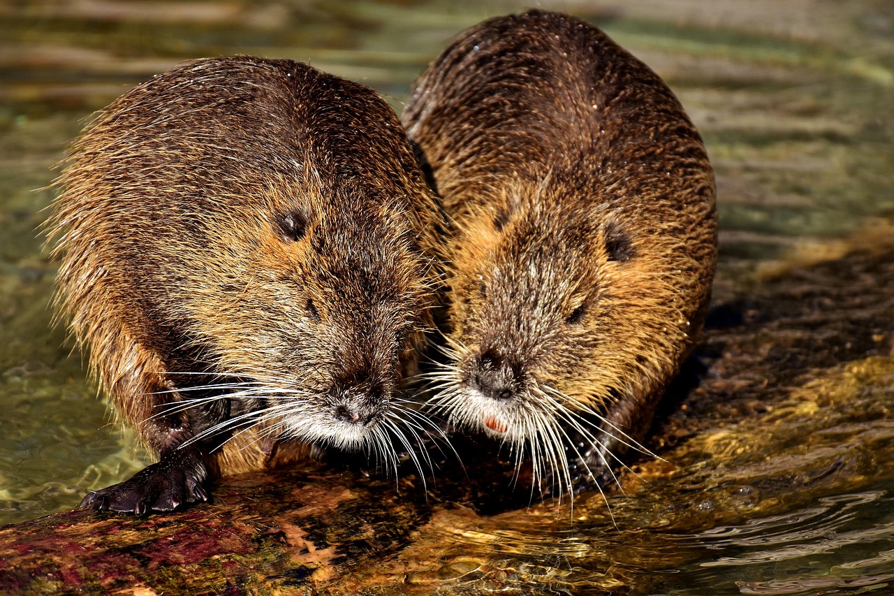 nutria