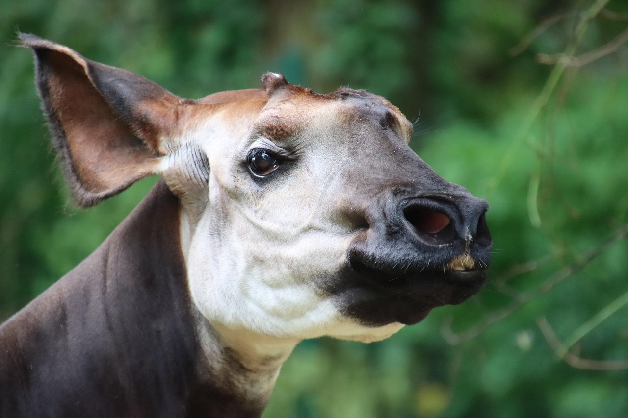 okapi 2