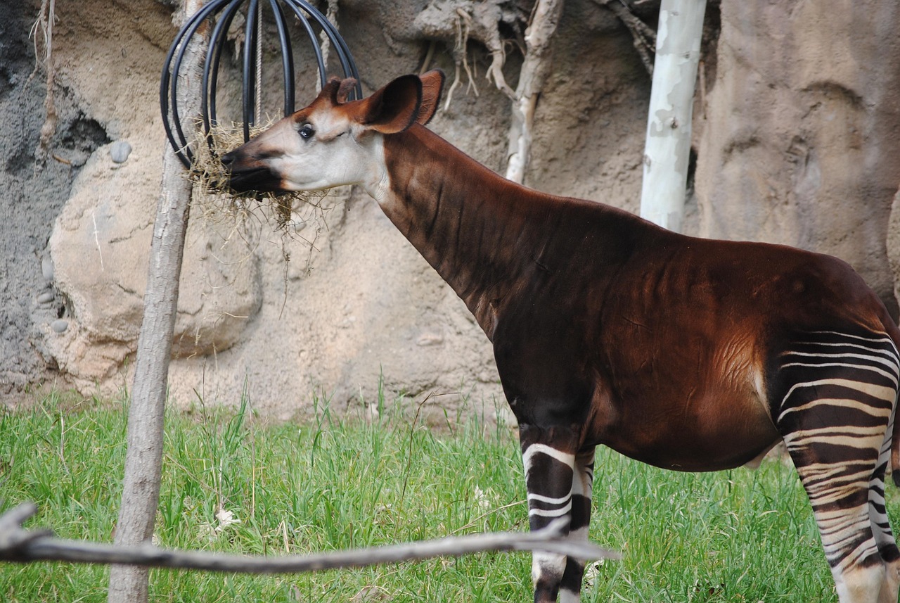 okapi 3