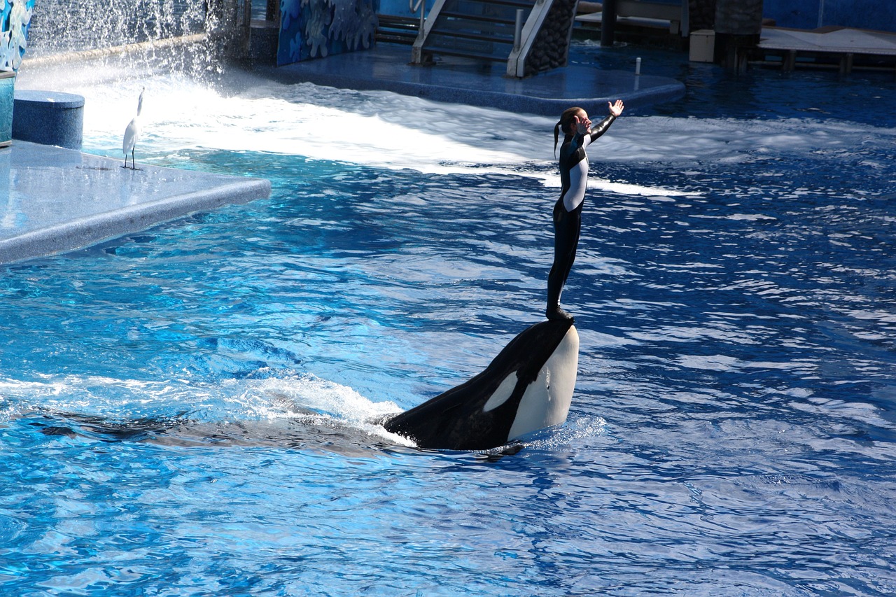 orca 2